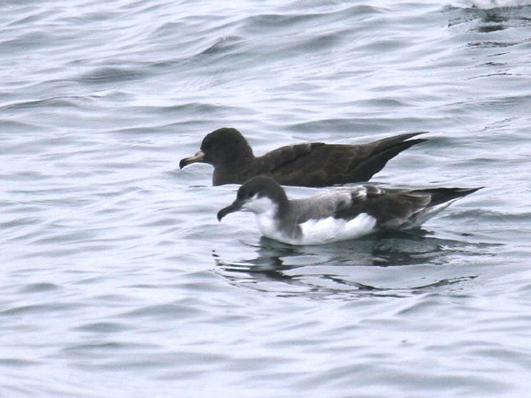 Flesh-footed & Buller's Shearwaters